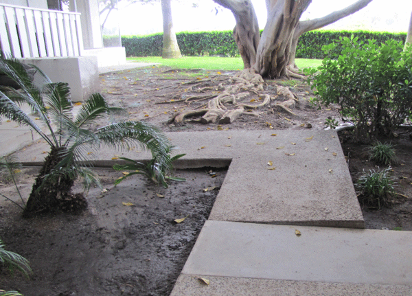 root lifted sidewalk